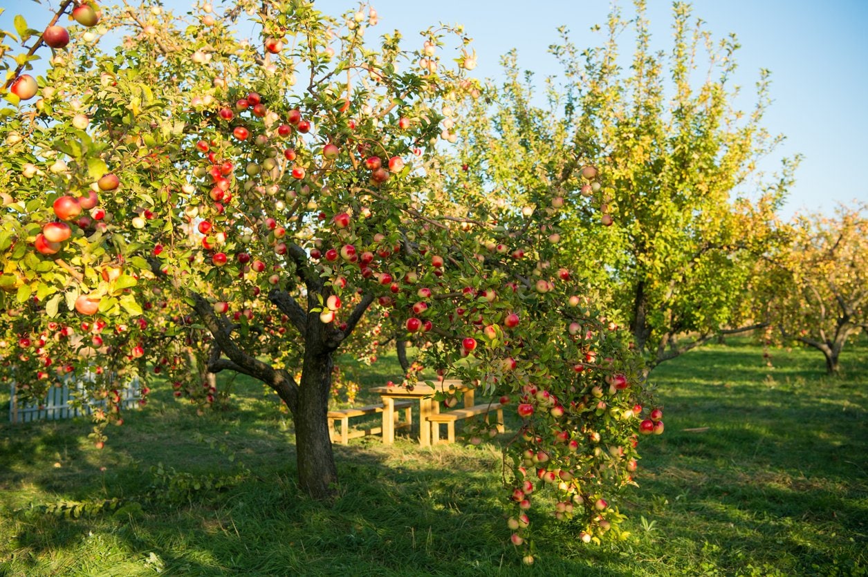 apple orchard