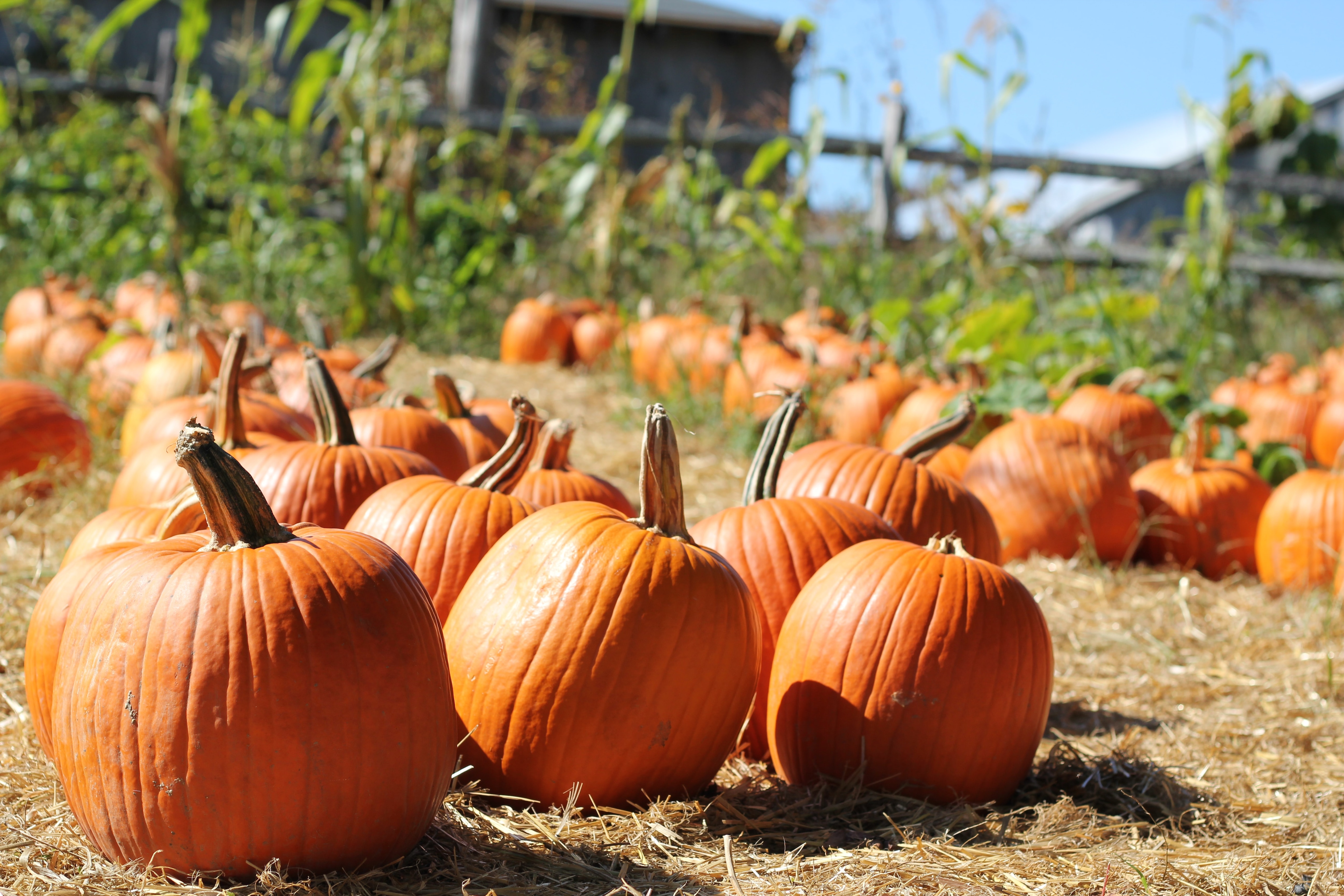 pumpkins